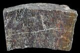 Polished Dinosaur Bone (Gembone) Section - Colorado #96433-1